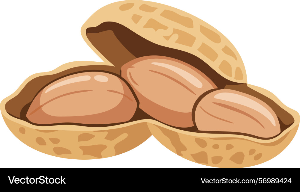 Peanut nuts with open shell in natural brown tones Vector Image