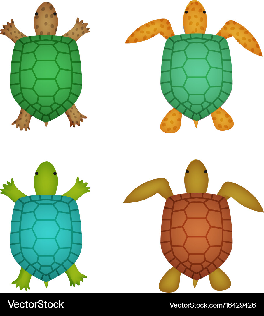 Turtle and tortoise in realistic style top view vector image