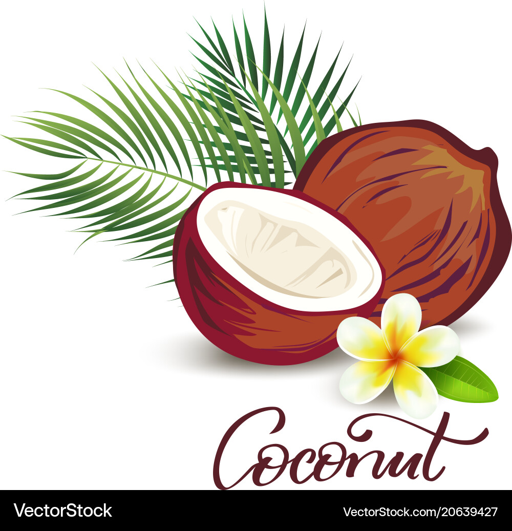 Tropical Coconut & Plumeria vector image