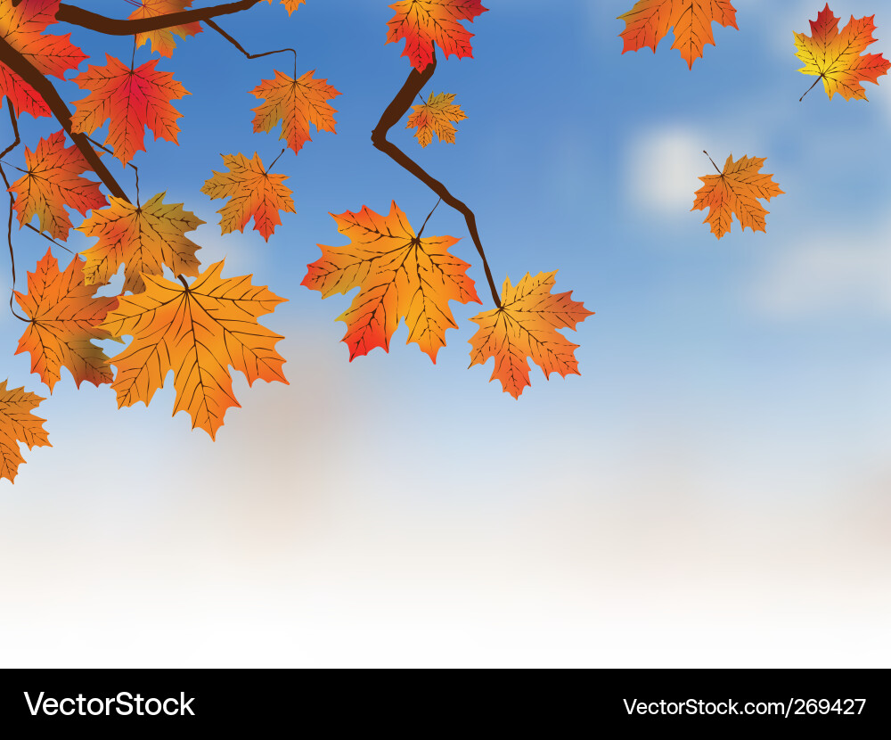 Yellow maple autumn Vector Image