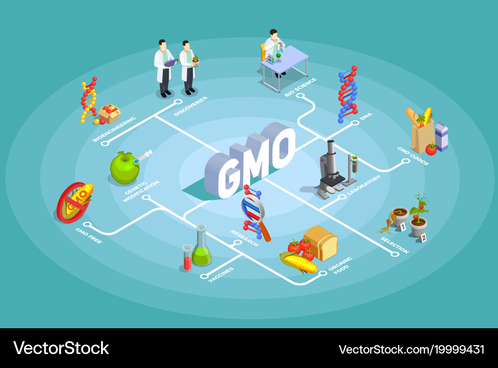 Genetically modified organisms isometric flowchart vector image
