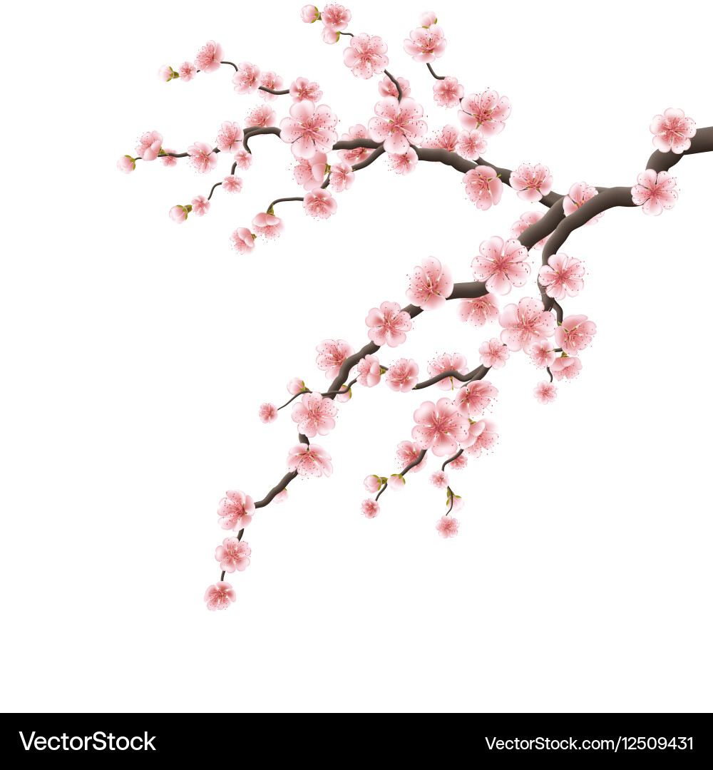 Sakura Blossom Branch vector image