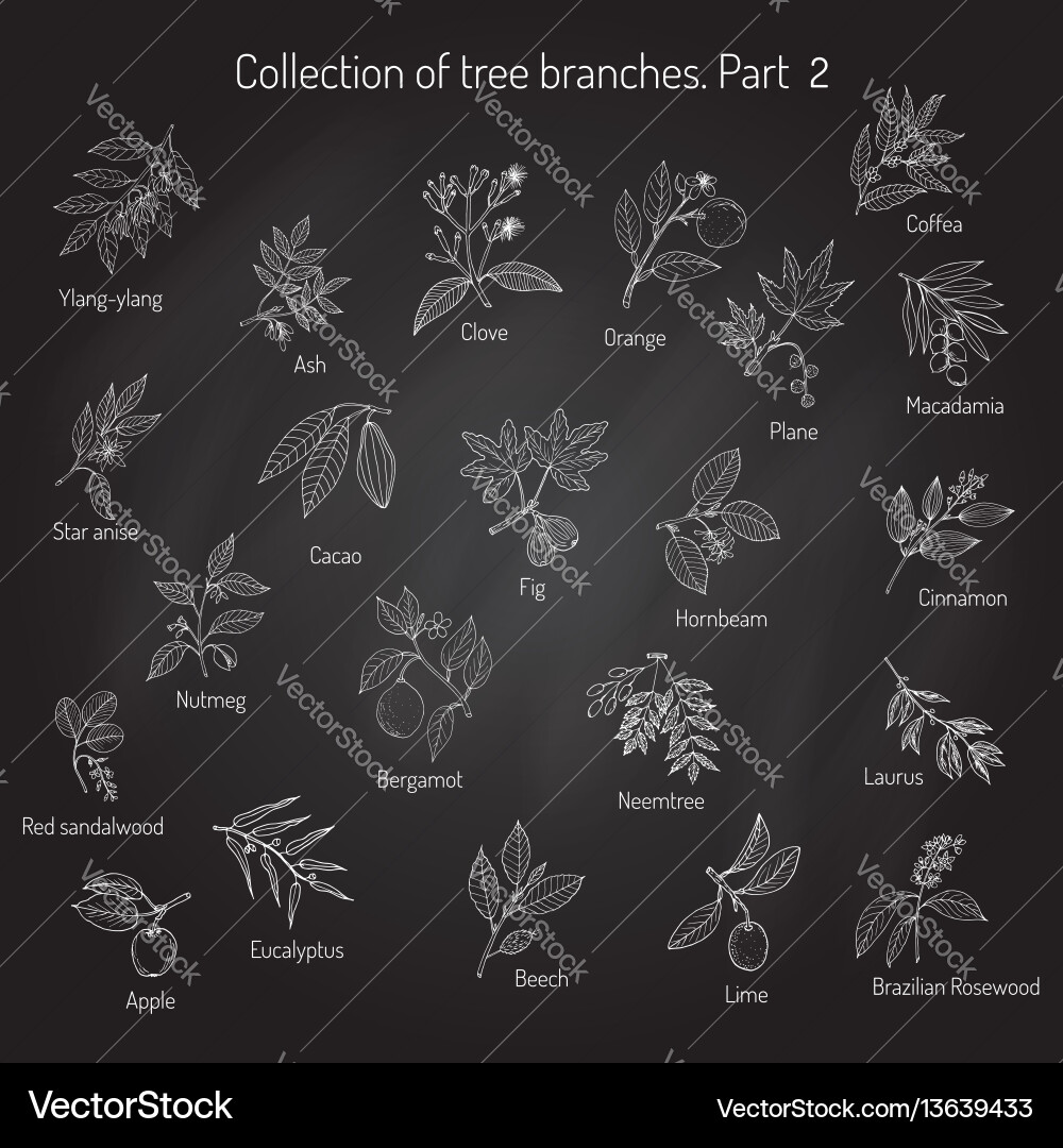 Set of different tree branches Set of different tree branches vector image