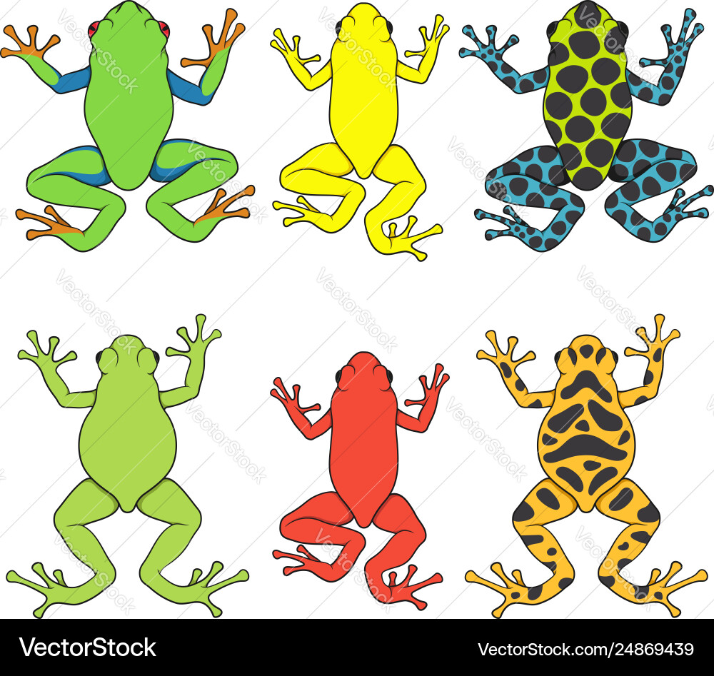 Set color with tropical tree frog vector image