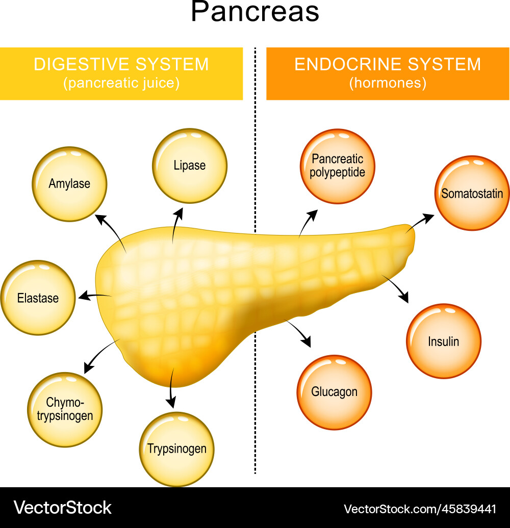 Pancreas function pancreatic juice and hormones Pancreas function pancreatic juice and hormones vector image