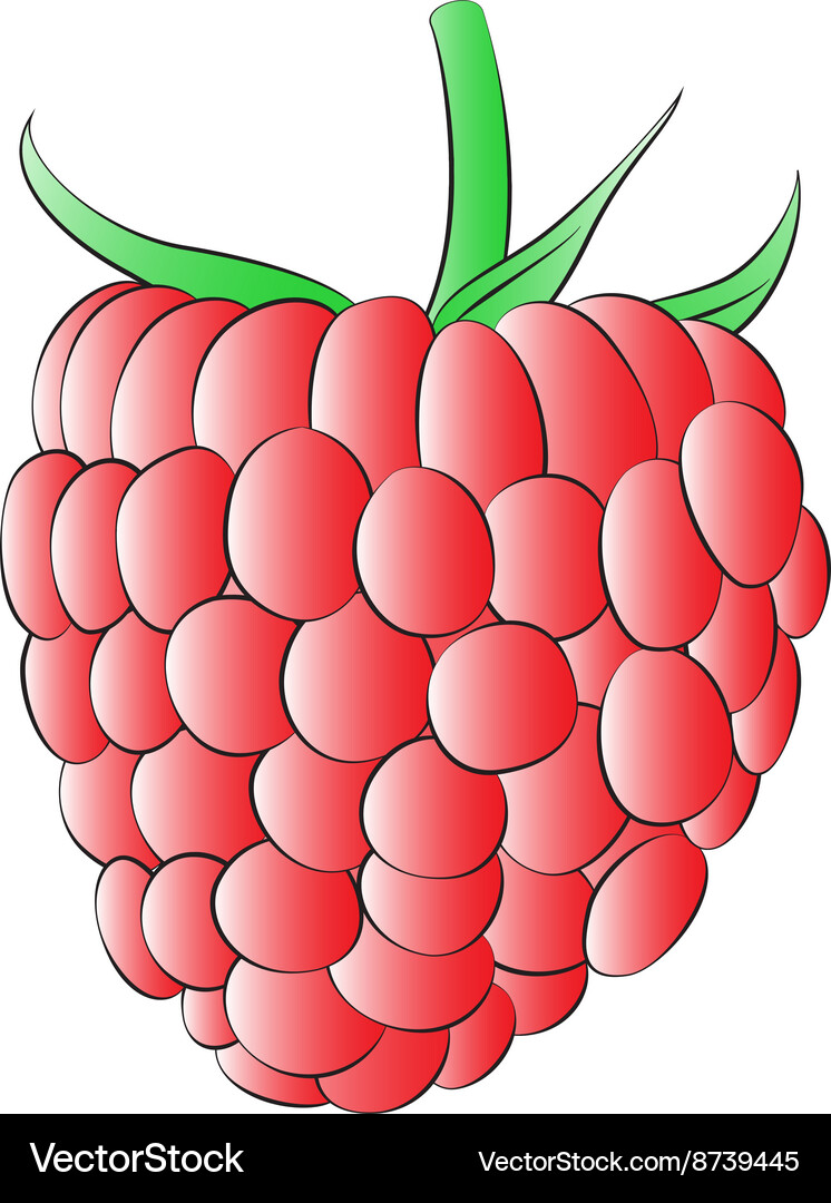 Red raspberry Vector Image