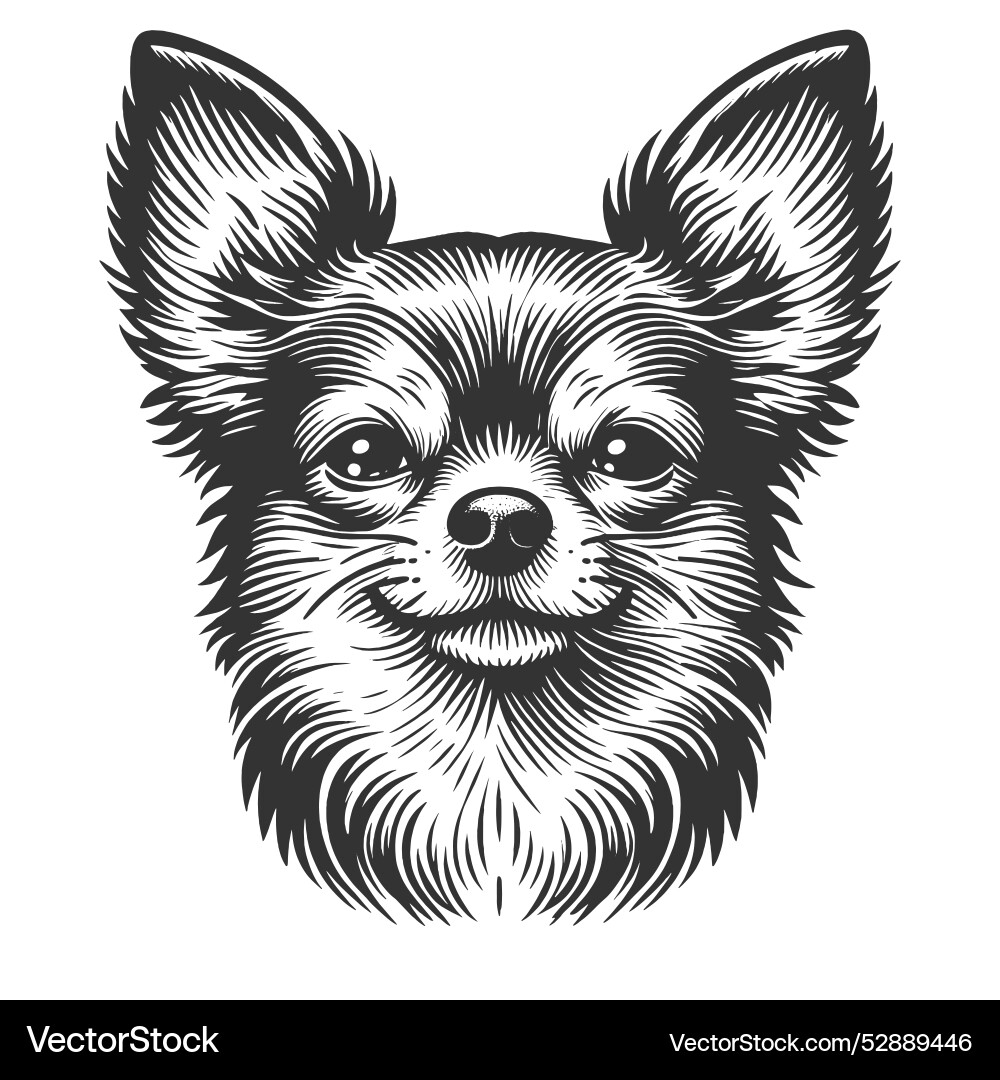 Chihuahua with calm expression Chihuahua with calm expression Vector Image