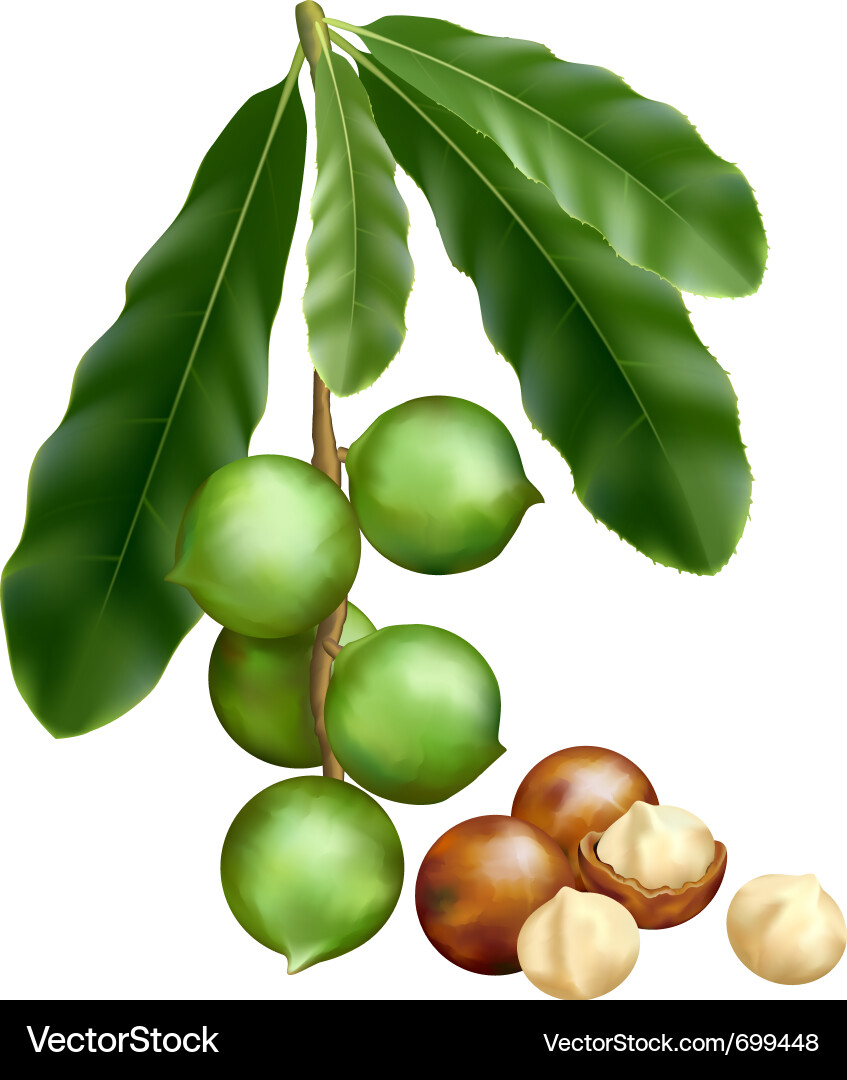 Macadamia Nuts and Seeds Vector Image
