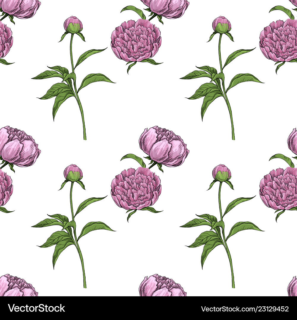 Peony Blumenmuster Vektorbild