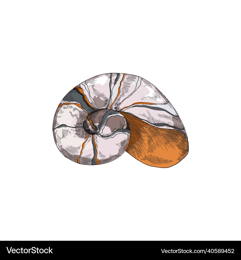 Seashell with spiral form in colored sketch style Seashell with spiral form in colored sketch style Vector Image
