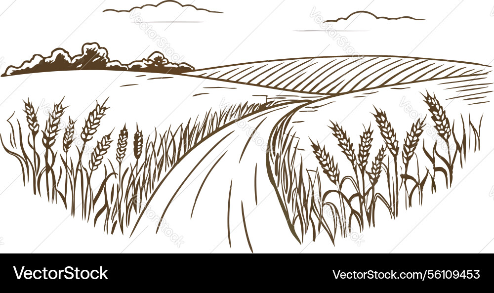 Countryside path with wheat fields and rolling Vector Image