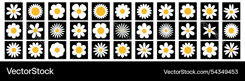Daisy chamomile super big set white camomile Daisy chamomile super big set white camomile vector image