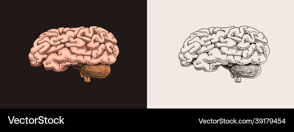 Human brain nervous system retro Human brain nervous system retro vector image