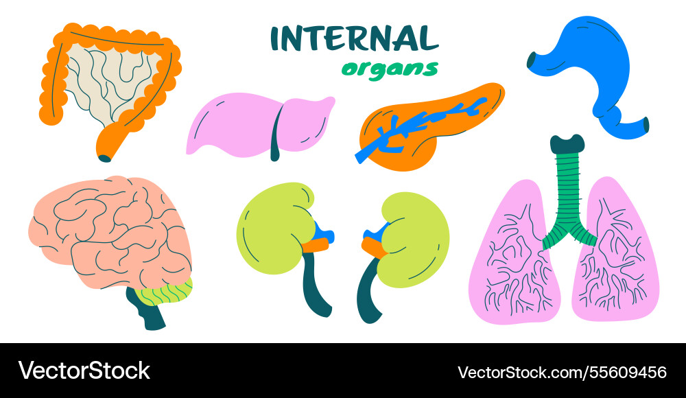 Internal human organs set Royalty Free Vector Image