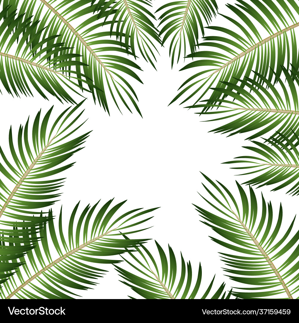 2d realistic palm leaves on white background 2d realistic palm leaves on white background vector image