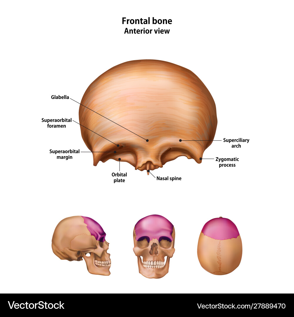 Frontal bone with name and description all vector image