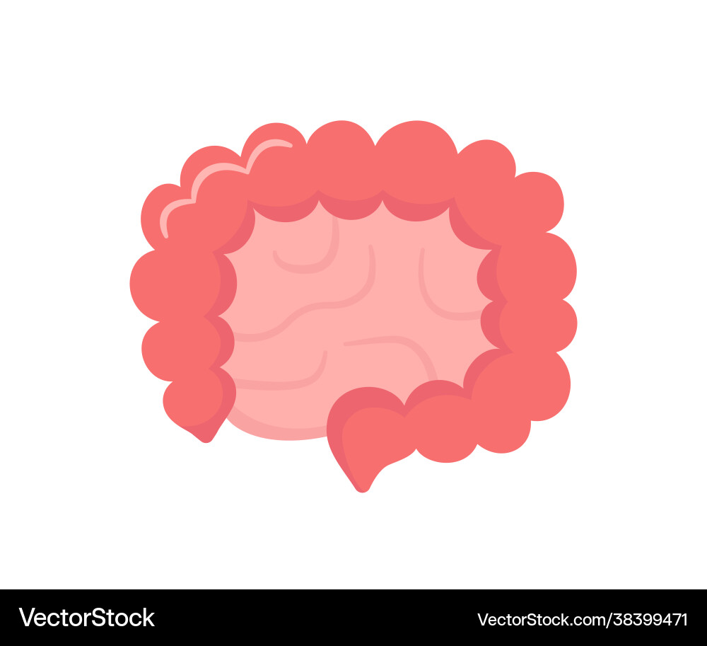 Small and large intestine human body internal vector image