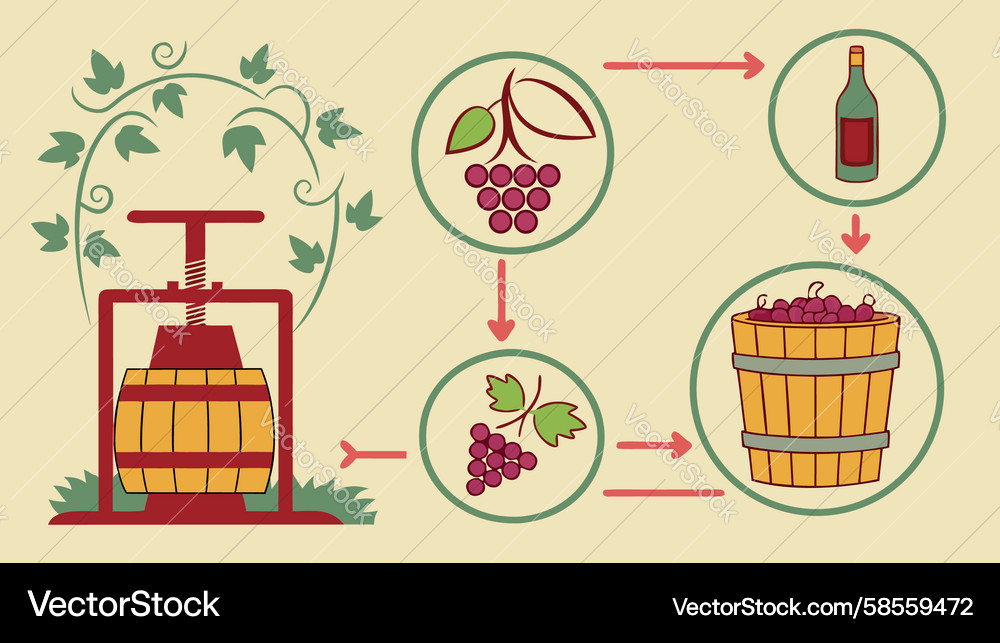 Wine Making Process Flowchart Vector Image