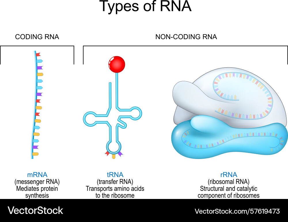 Types of rna coding and non-coding vector image