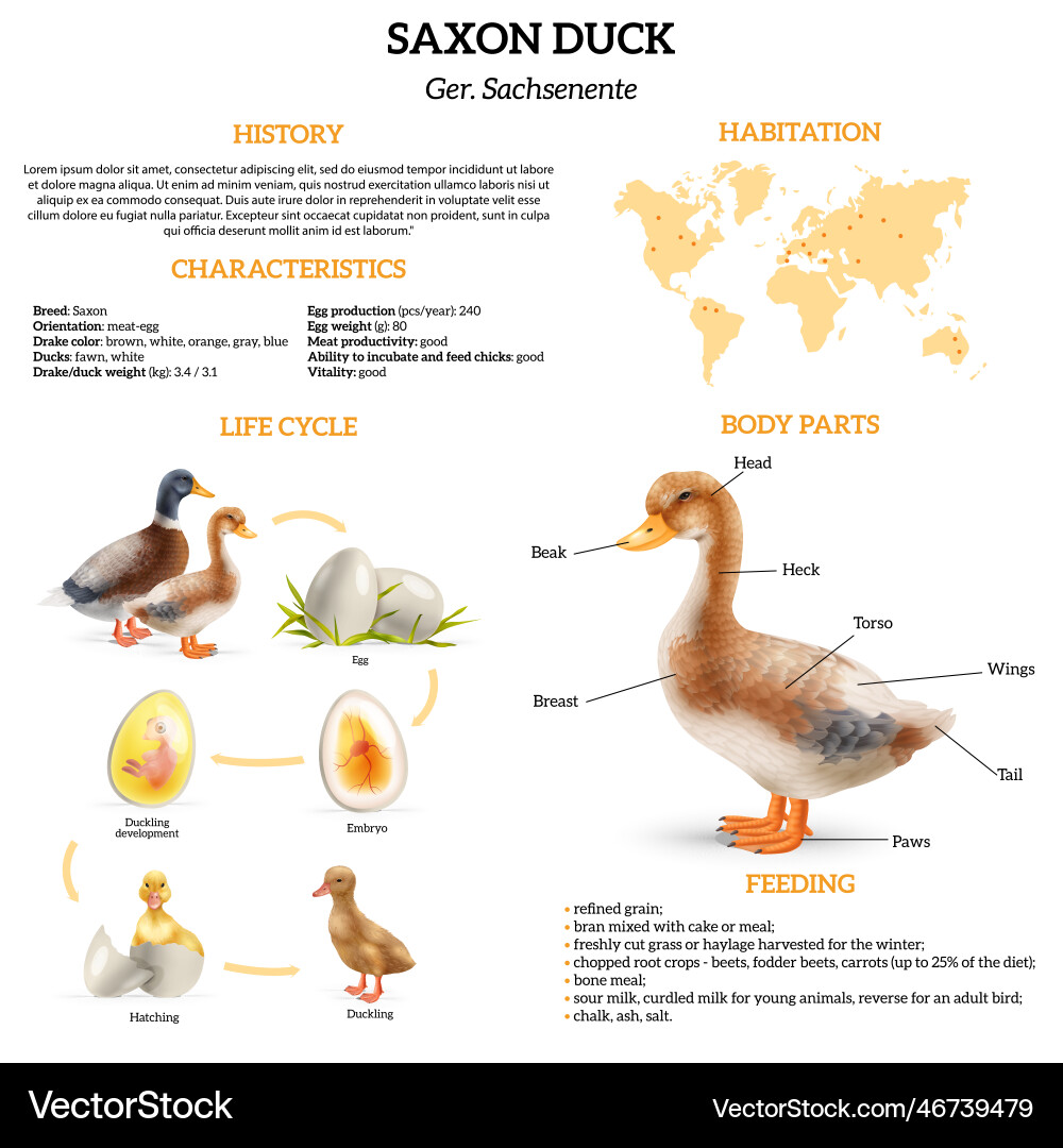 saxony-duck-life-cycle-infographic-royalty-free-vector-image