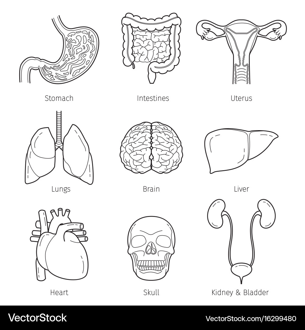 Human internal organs outline objects icons set vector image