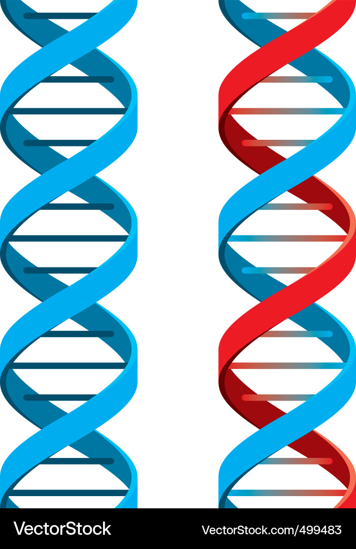 DNA Double Helix Vector Image