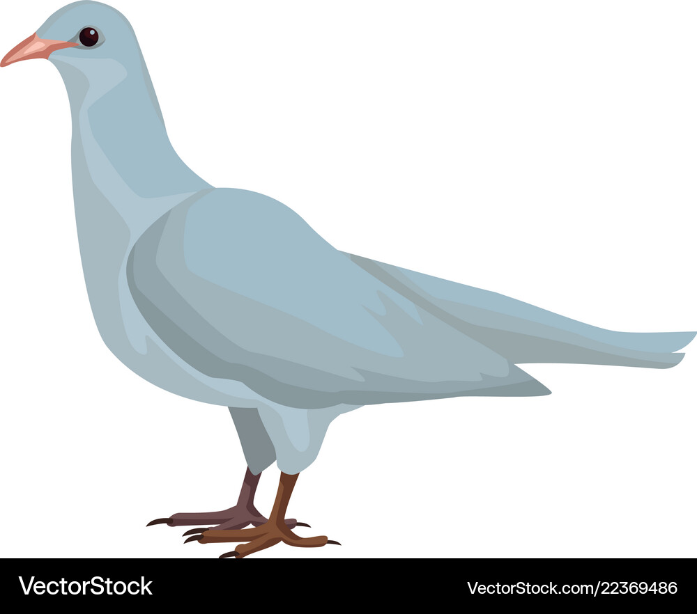 White dove bird (22369486) – Royalty-Free Vector | VectorStock