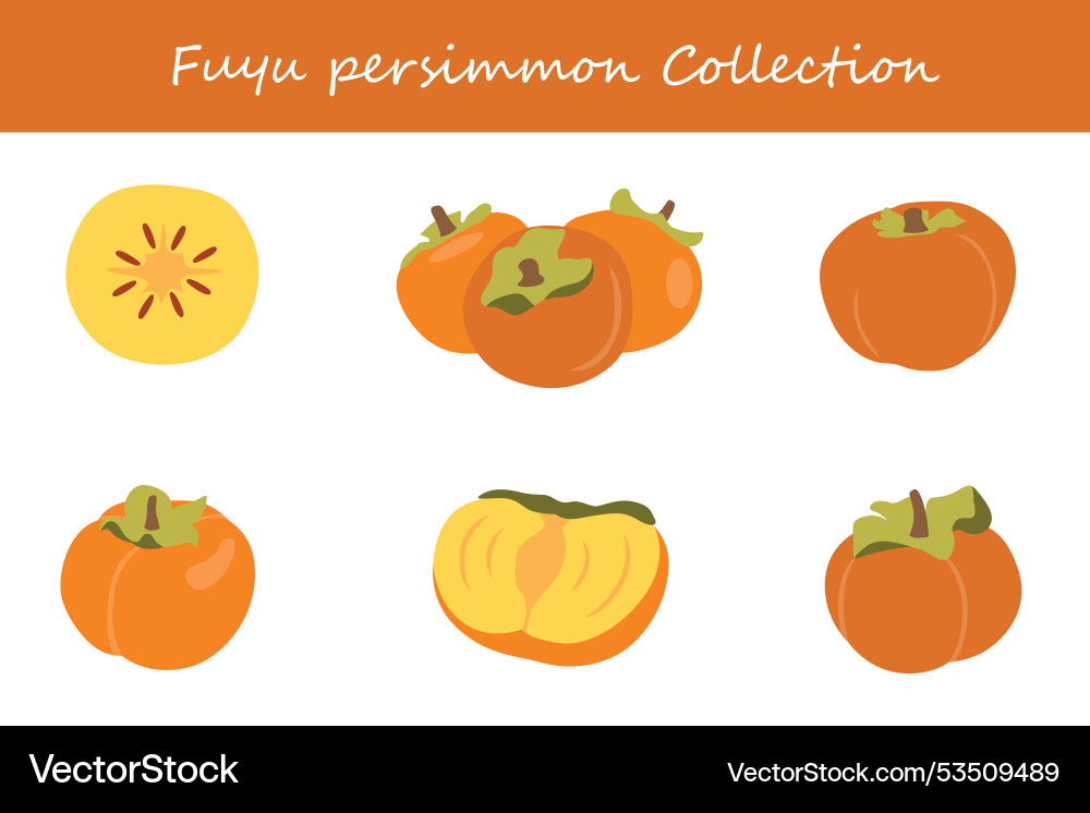 Fuyu persimmon collection in different poses Fuyu persimmon collection in different poses Vector Image