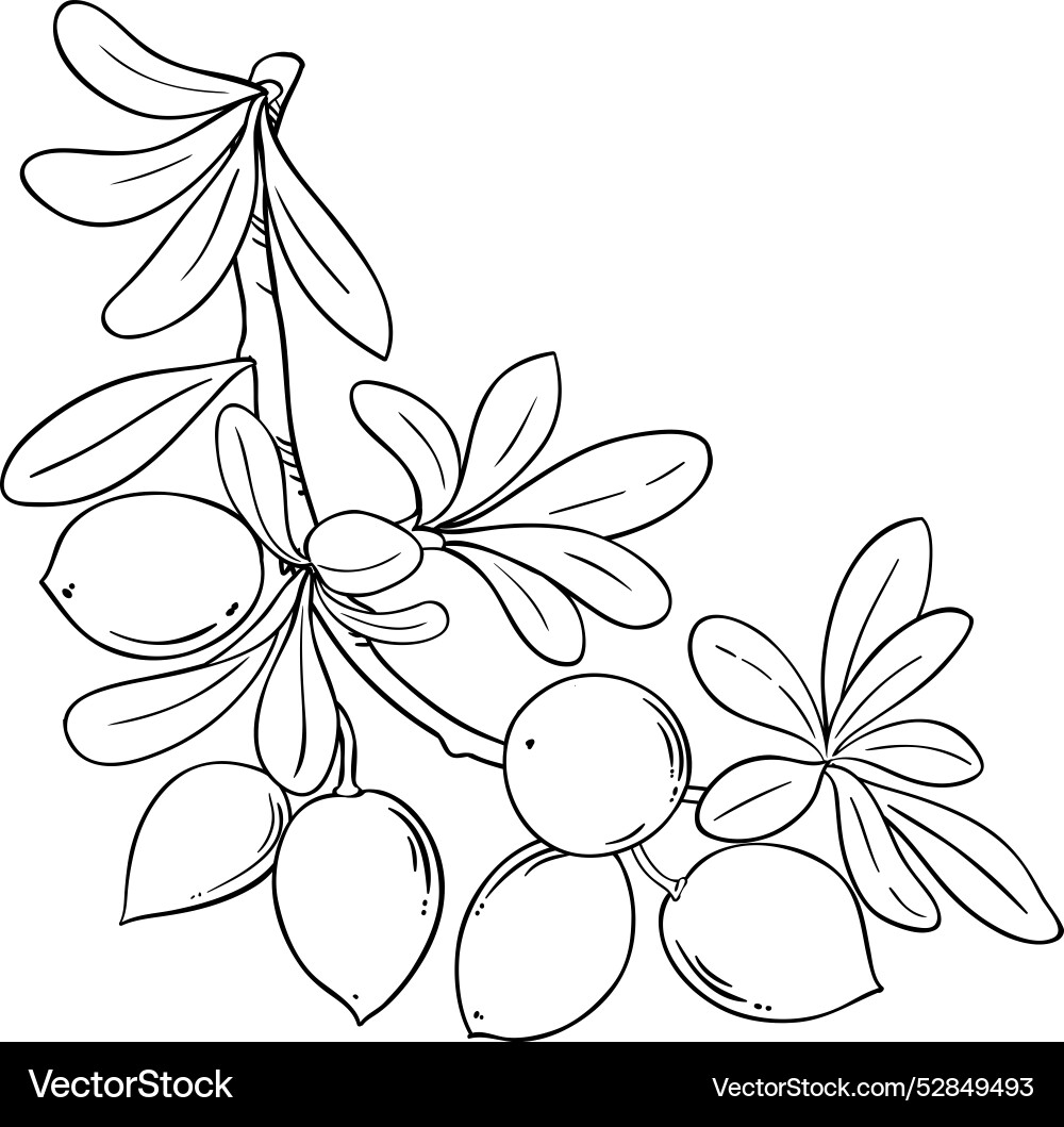 Argan branch with nuts outline Argan branch with nuts outline vector image