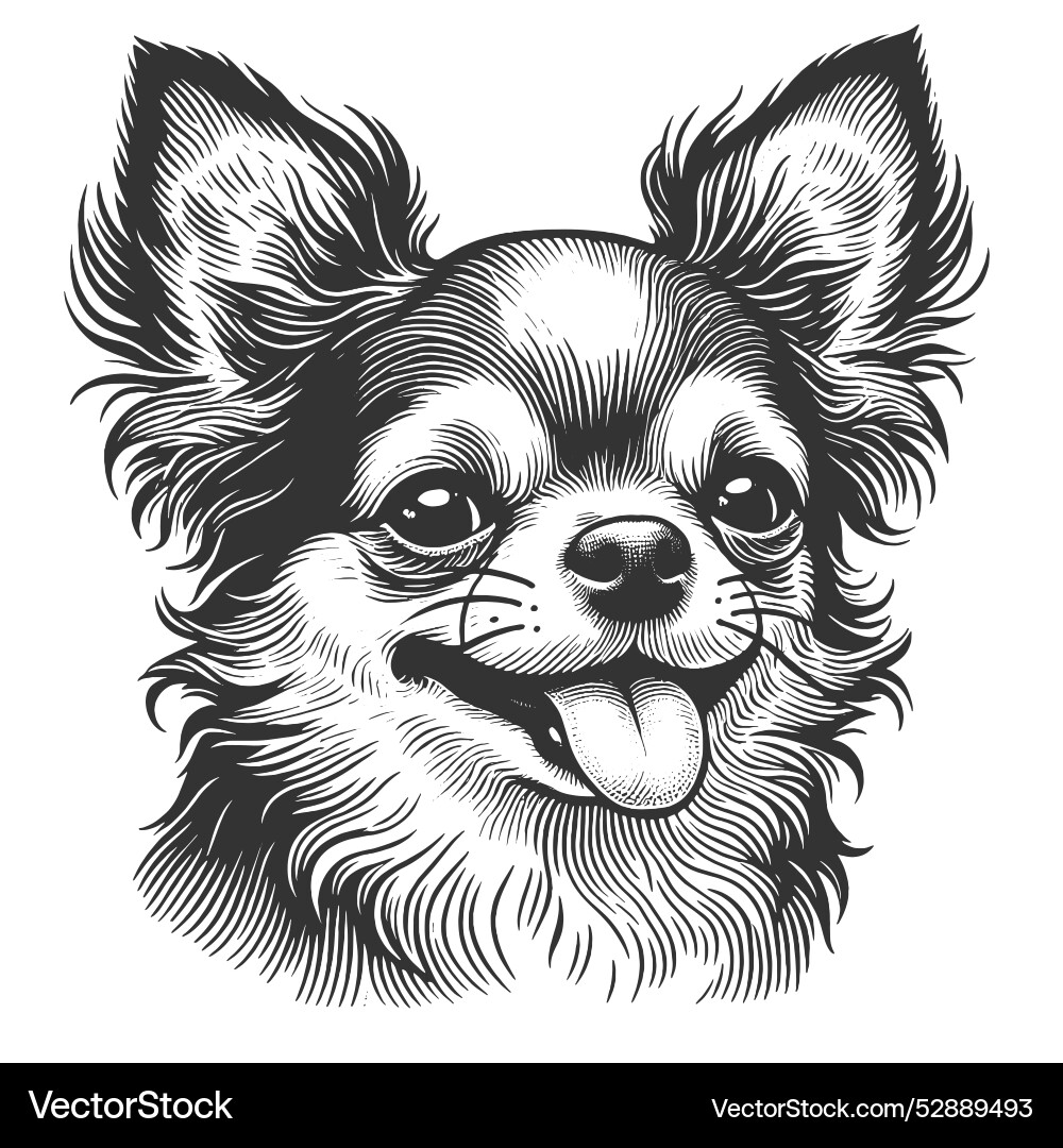 Chihuahua with calm expression Chihuahua with calm expression Vector Image