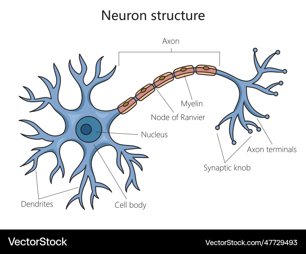 Neuron structure diagram medical science vector image