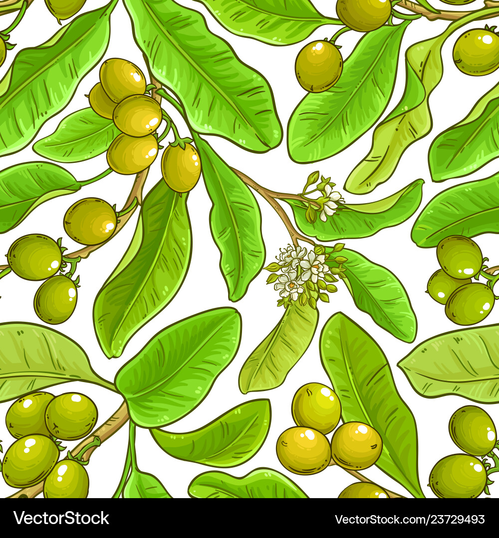 Shea branches pattern on white background Shea branches pattern on white background vector image