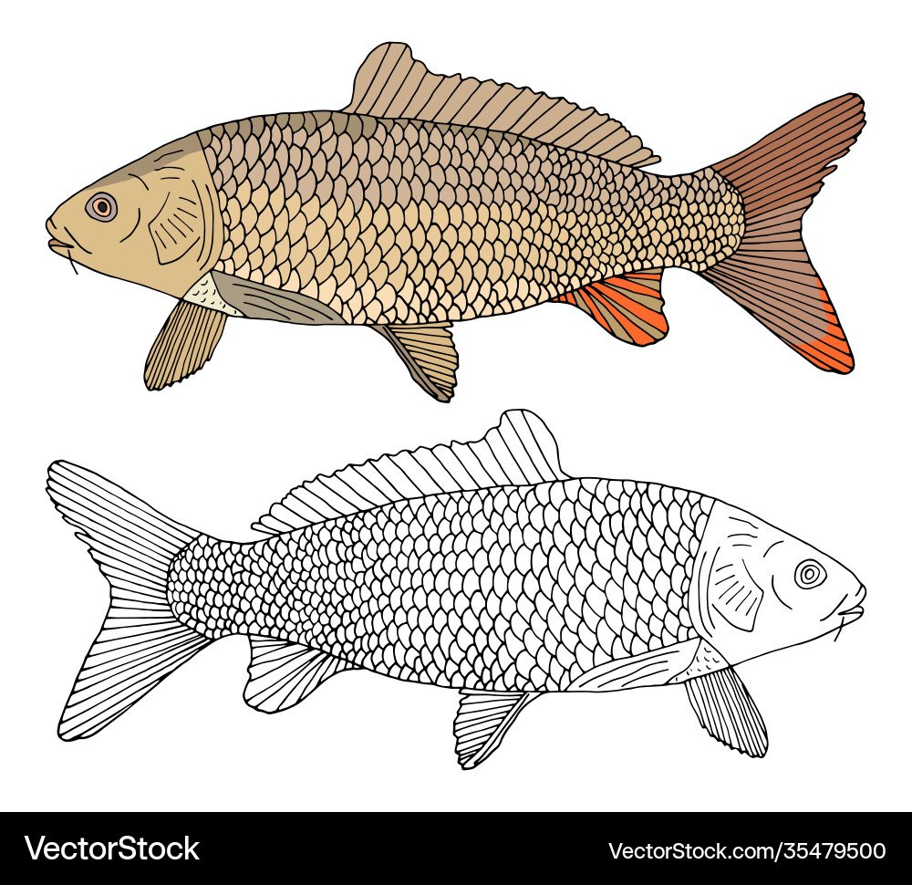 Carp fish isolated hand drawing beautiful river Carp fish isolated hand drawing beautiful river vector image