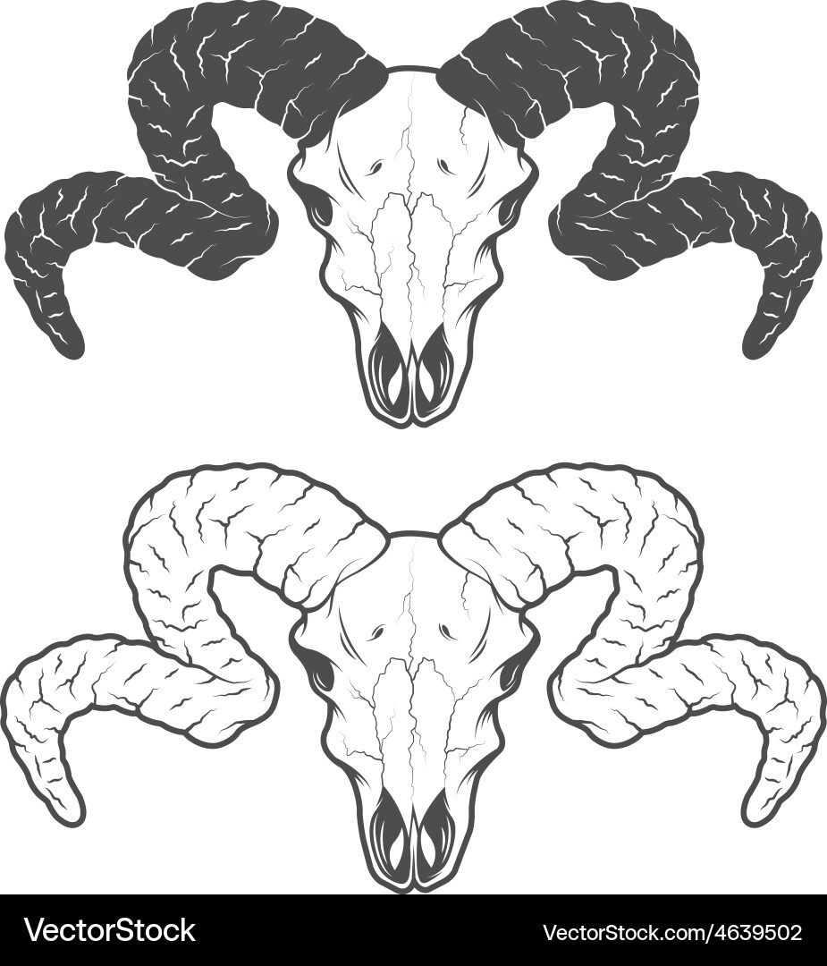 Sheep Skull - Two Versions Vector Image