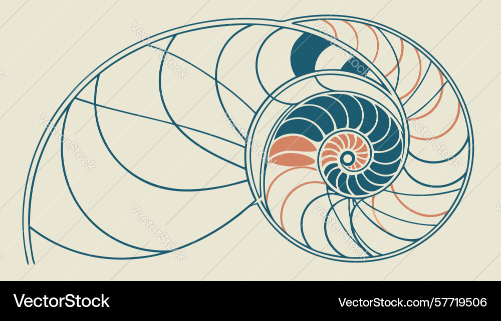 Abstract nautilus shell fibonacci spiral design vector image