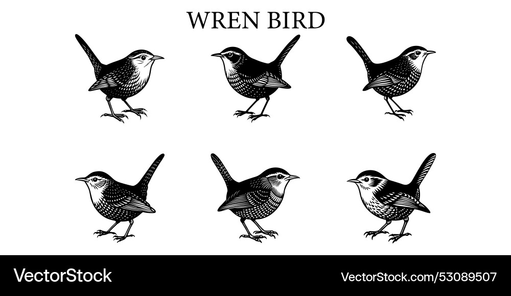 Set of wren Set of wren vector image