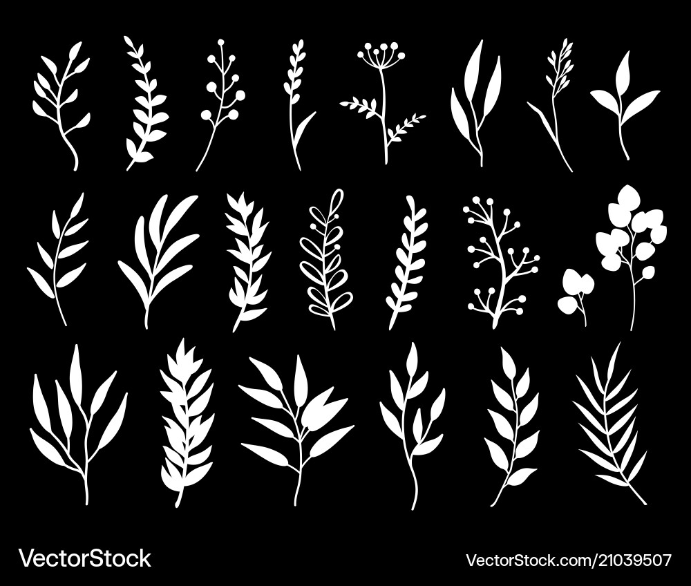 Weiße Botanische Zweige & Kräuter Vektorbild