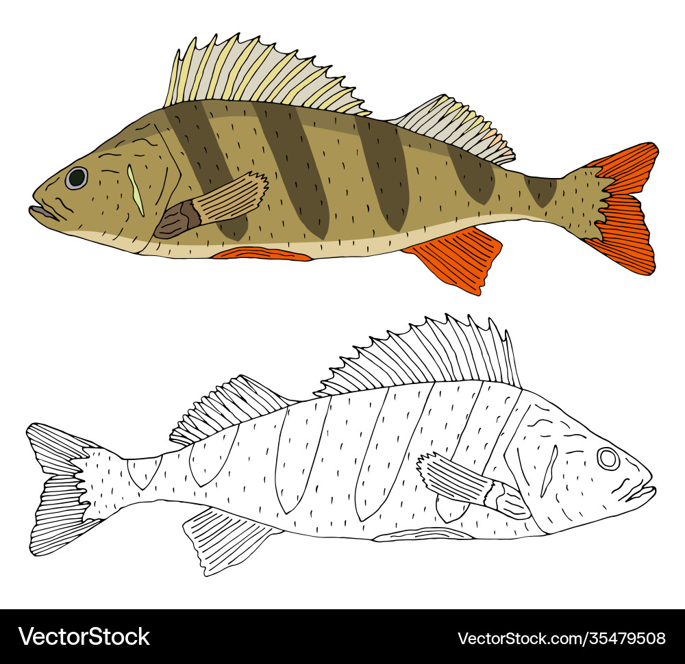 River perch fish isolated hand drawing set River perch fish isolated hand drawing set vector image