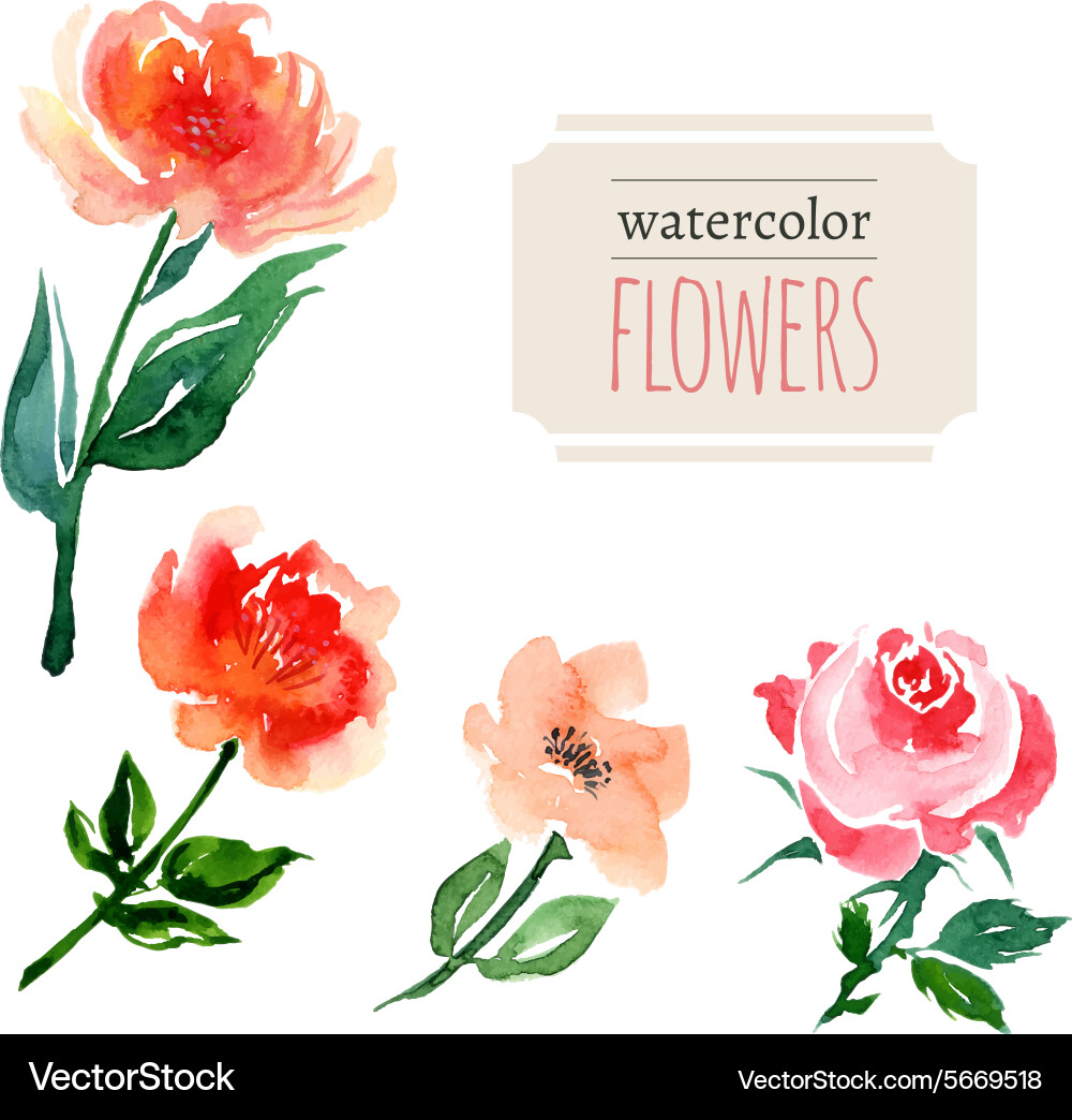 Watercolor Floral Collection Vector Image