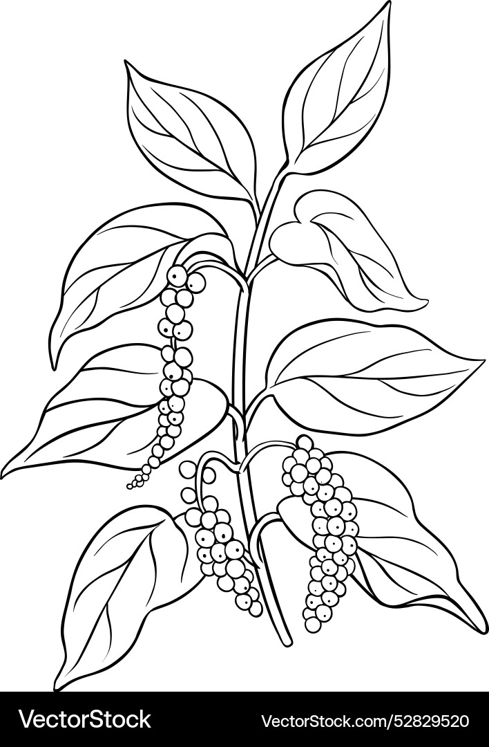 Black pepper branch outline Black pepper branch outline vector image