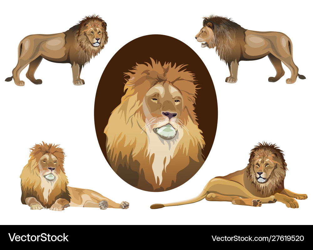 Lion set images in realistic style vector image