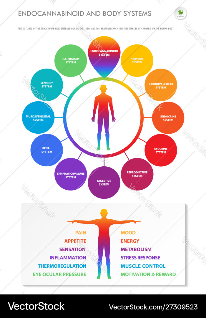 Endocannabinoid and body systems vertical Endocannabinoid and body systems vertical vector image