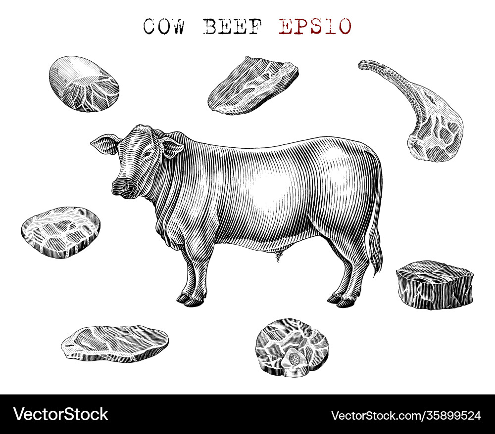 Cow beef set hand draw vintage engraving style Cow beef set hand draw vintage engraving style vector image