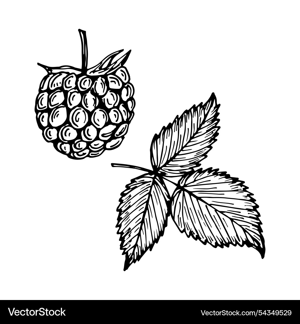 Raspberry sketch outline simple doodle drawing Vector Image
