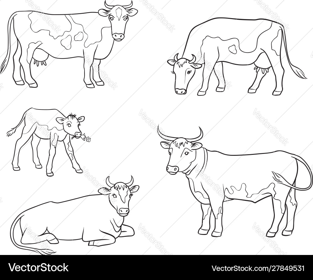 Set of Cows and Calf in Outlines vector image