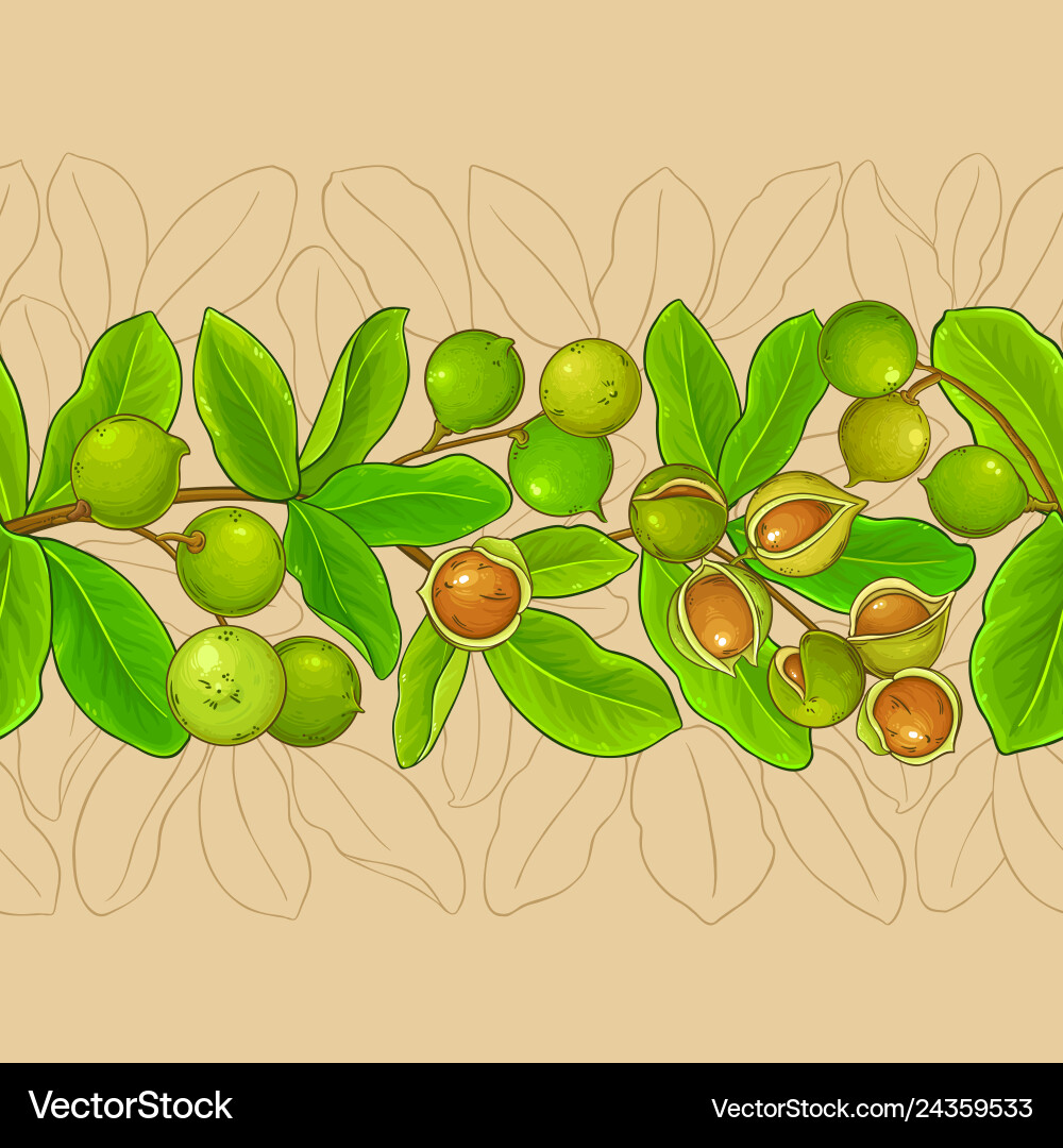Macadamia branches pattern Macadamia branches pattern vector image