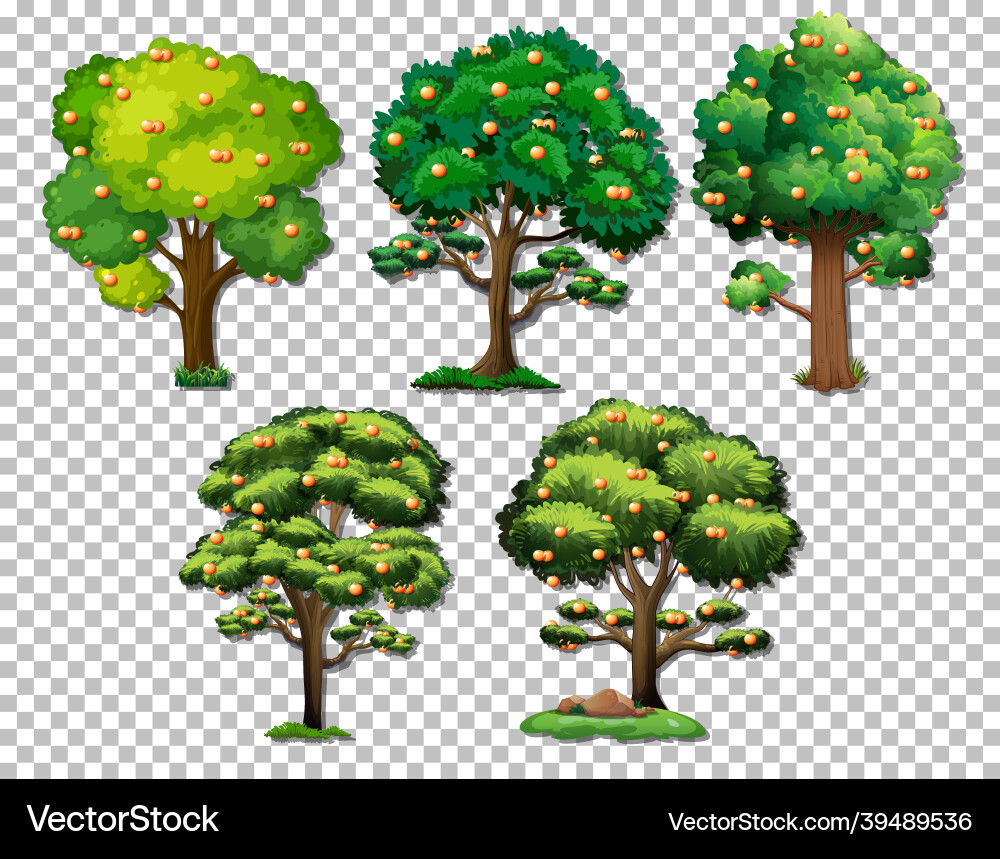 Set of various trees on transparent background Set of various trees on transparent background vector image
