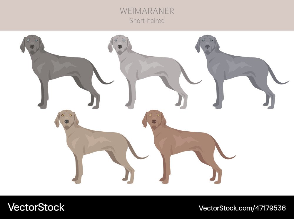Weimaraner Dog Clip Art - Shorthaired Vector Image