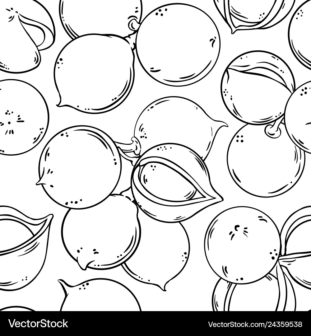 Macadamia Nuts Pattern vector image