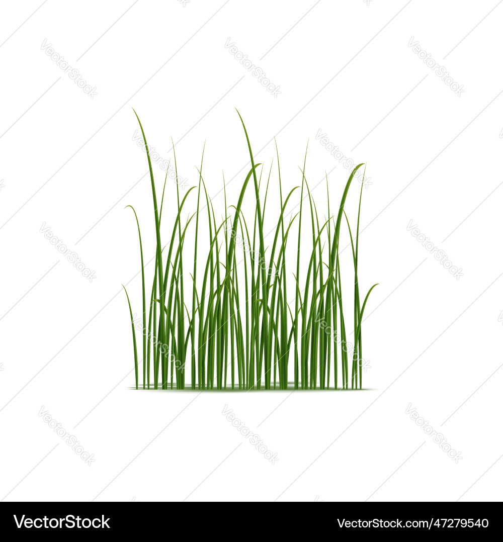 Realistic reed sedge and grass grow in wetlands vector image